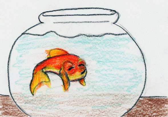 Gavin Goldfish in bowl