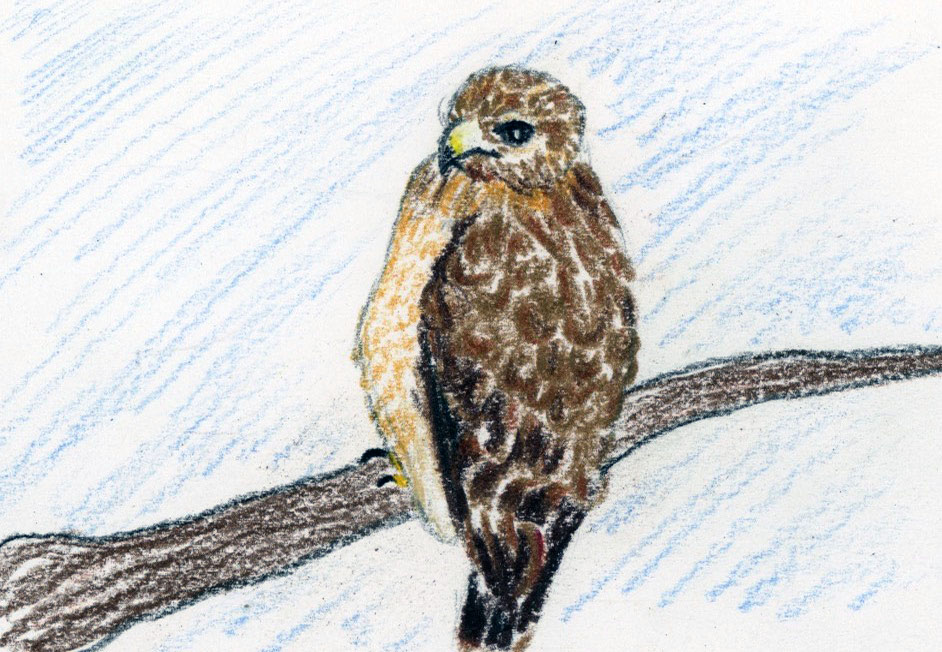 bird of prey
