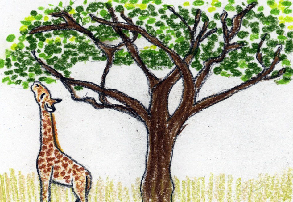 Giraffe and Acacia Tree