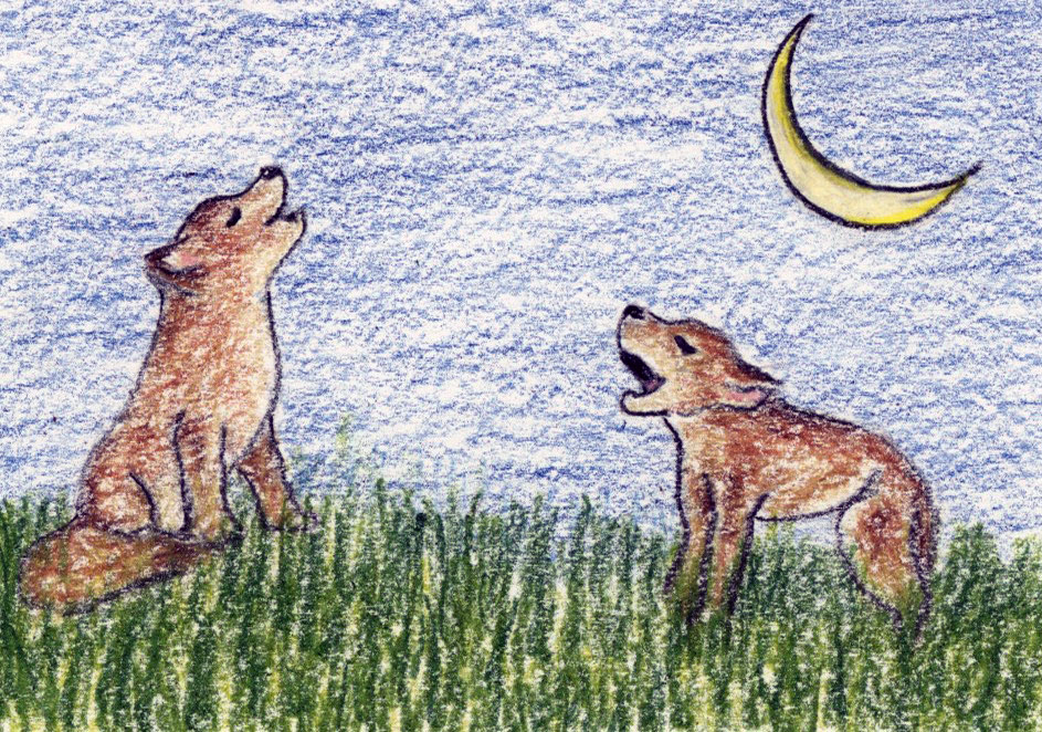 Coyote Pups