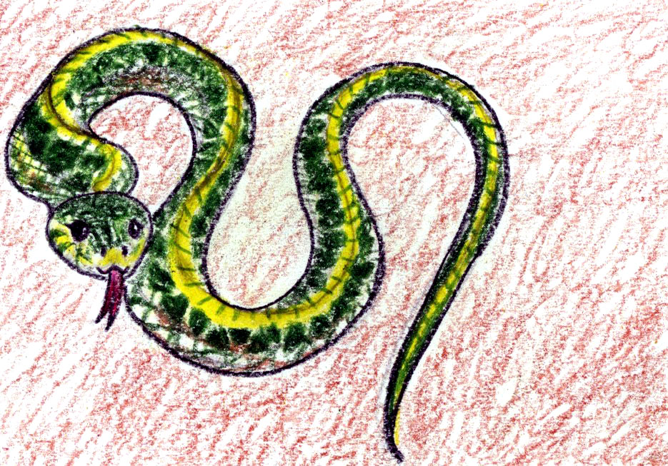 Garter Snake