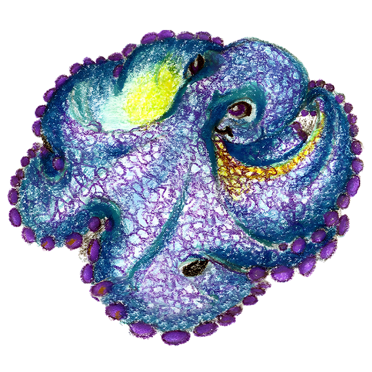 Odette Octopus